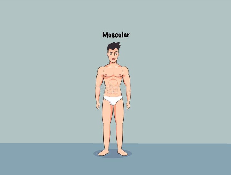 Muscular